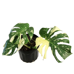 Monstera, 10in, Thai Constellation, Type 1