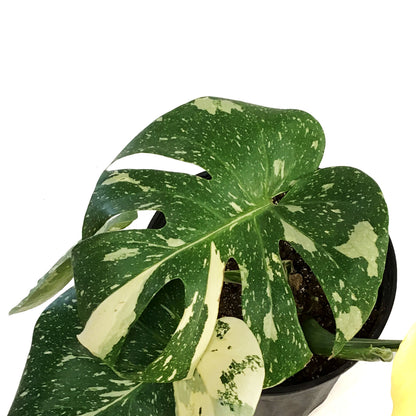 Monstera, 10in, Thai Constellation,