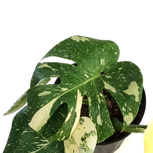 Monstera, 10in, Thai Constellation, Type 1