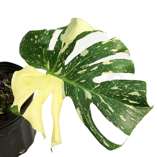 Monstera, 10in, Thai Constellation,