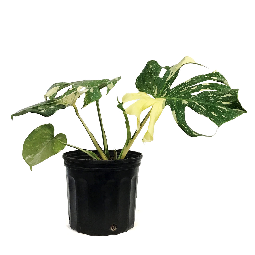 Monstera, 10in, Thai Constellation, Type 1