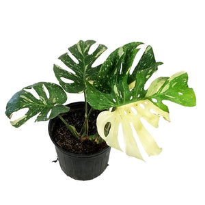 Monstera, 10in, Thai Constellation, Type 1