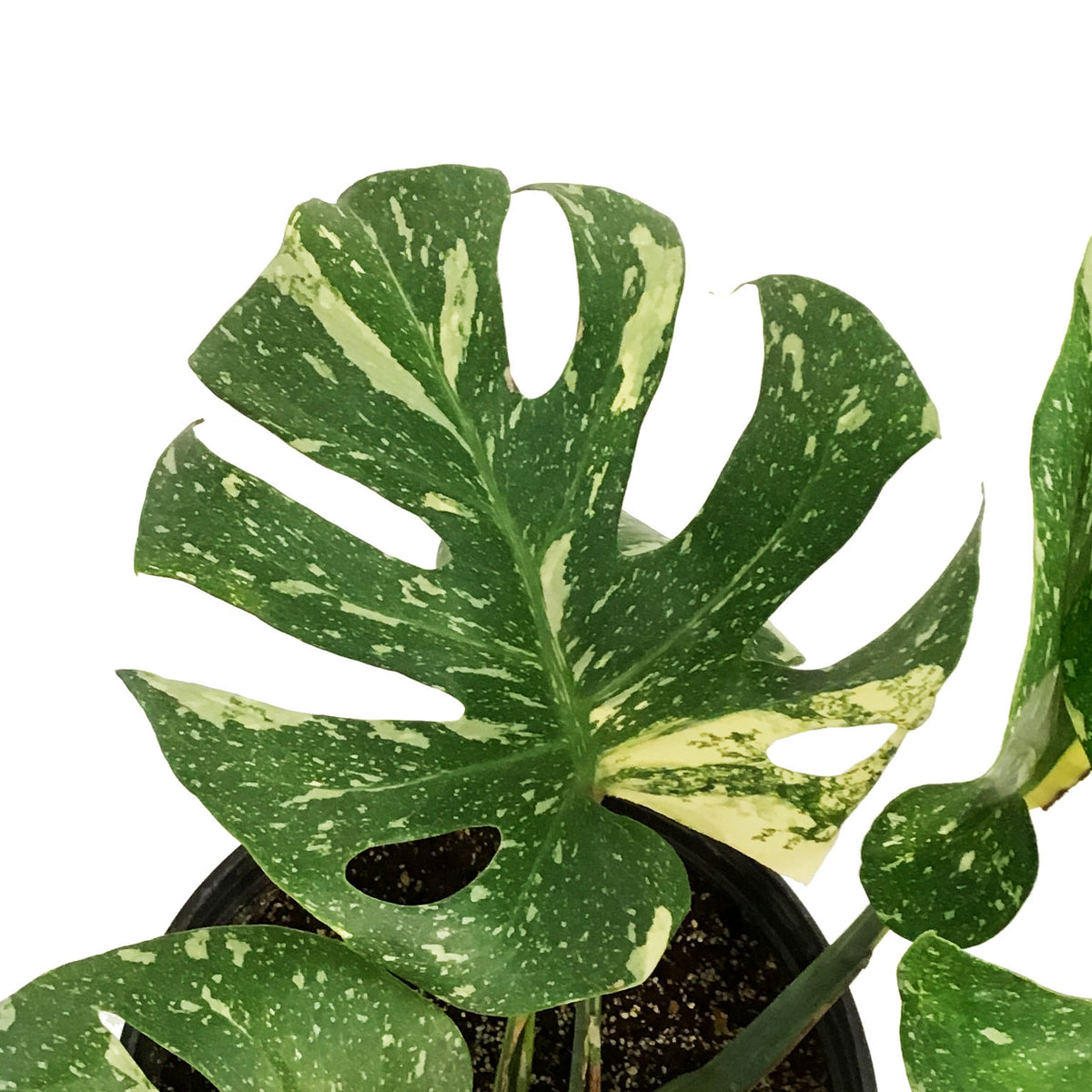 Monstera, 10in, Thai Constellation,