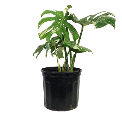 Monstera, 10in, Thai Constellation, Type 2