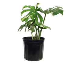 Load image into Gallery viewer, Monstera, 10in, Thai Constellation, Type 2
