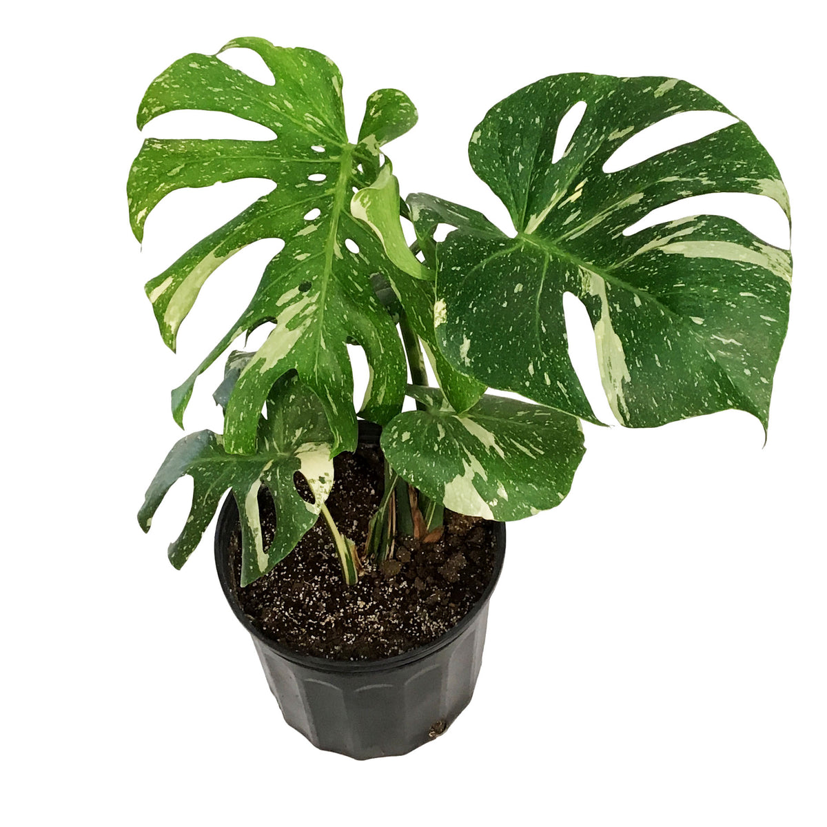 Monstera, 10in, Thai Constellation, Type 2