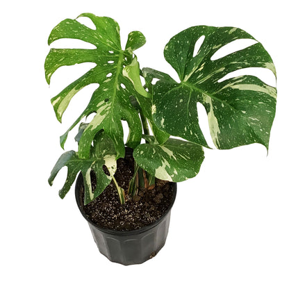 Monstera, 10in, Thai Constellation, Type 2