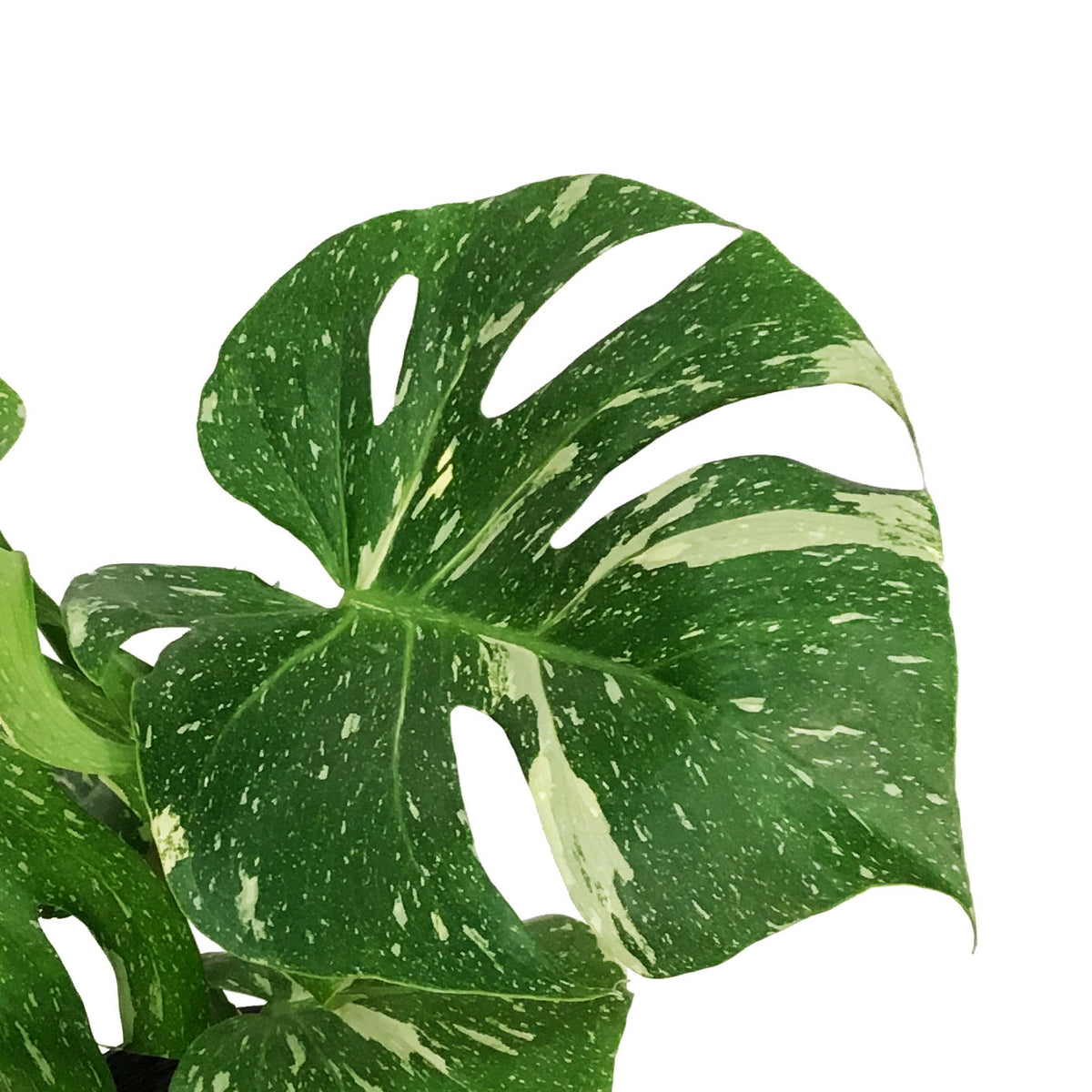 Monstera, 10in, Thai Constellation, Type 2