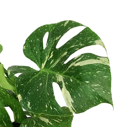 Monstera, 10in, Thai Constellation, Type 2