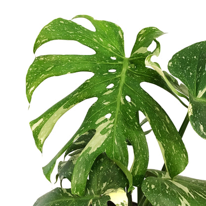 Monstera, 10in, Thai Constellation, Type 2
