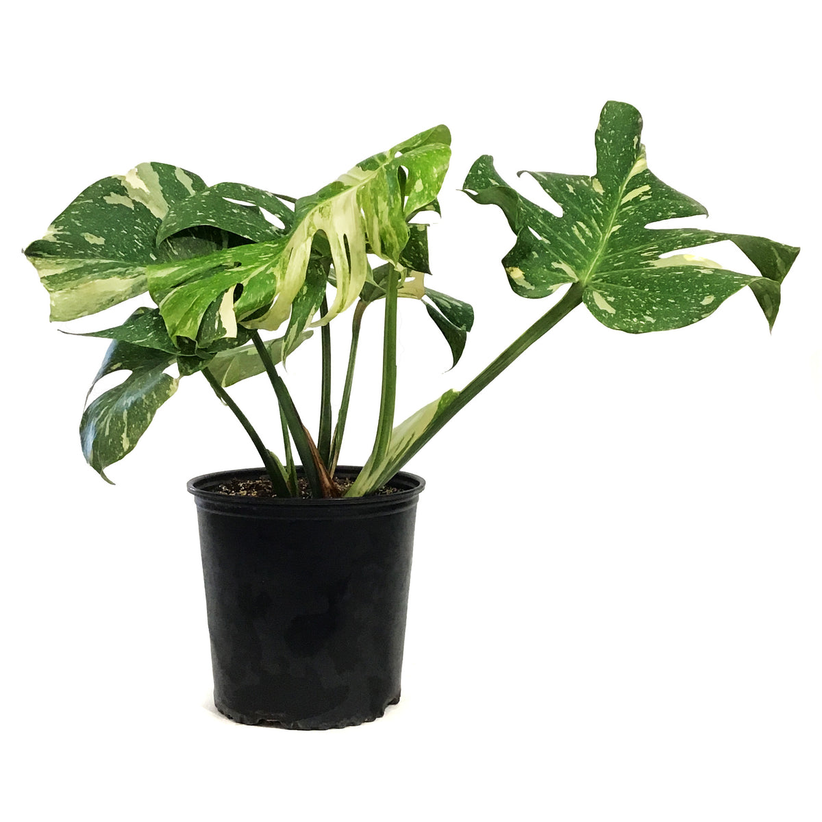 Monstera, 10in, Thai Constellation, Type 2