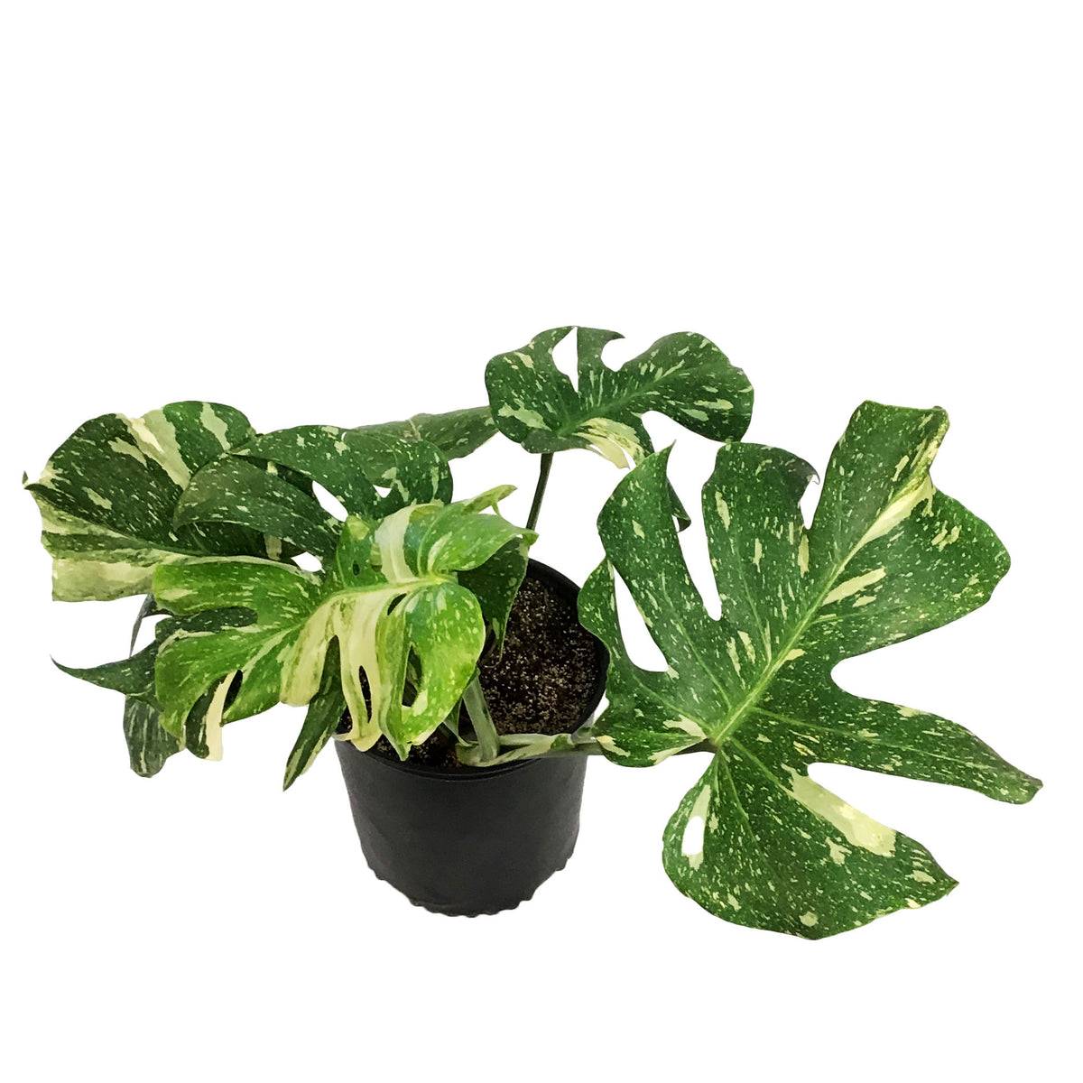 Monstera, 10in, Thai Constellation, Type 2