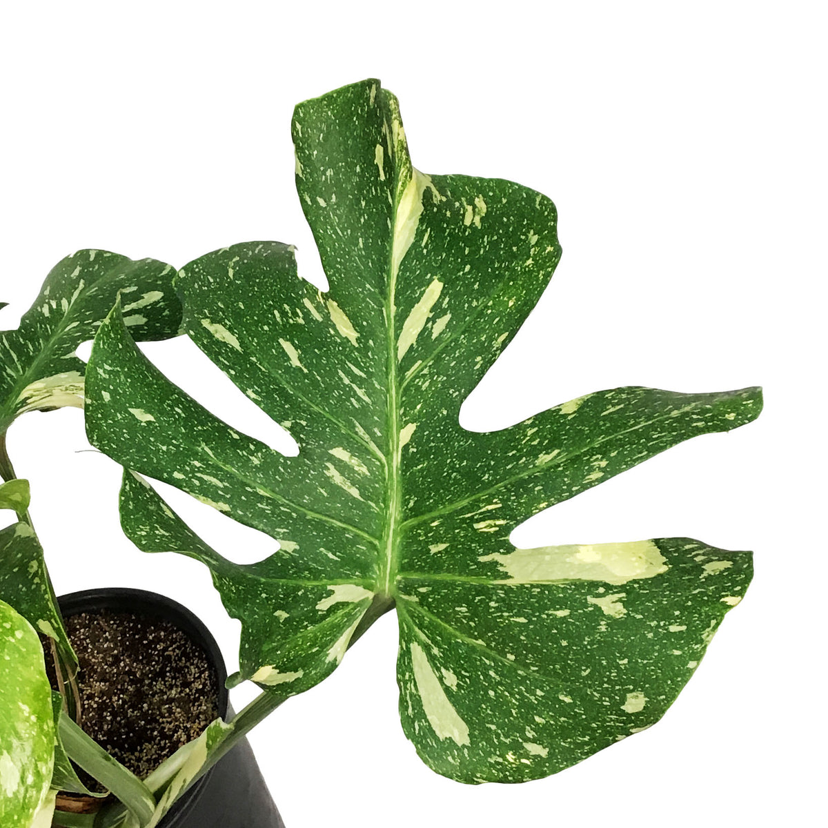 Monstera, 10in, Thai Constellation, Type 2
