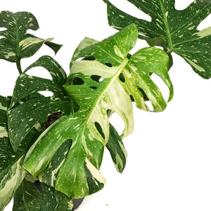 Monstera, 10in, Thai Constellation, Type 2
