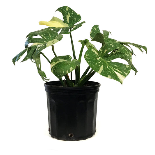 Monstera, 10in, Thai Constellation, Type 2