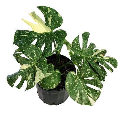 Monstera, 10in, Thai Constellation, Type 2