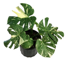 Load image into Gallery viewer, Monstera, 10in, Thai Constellation, Type 2
