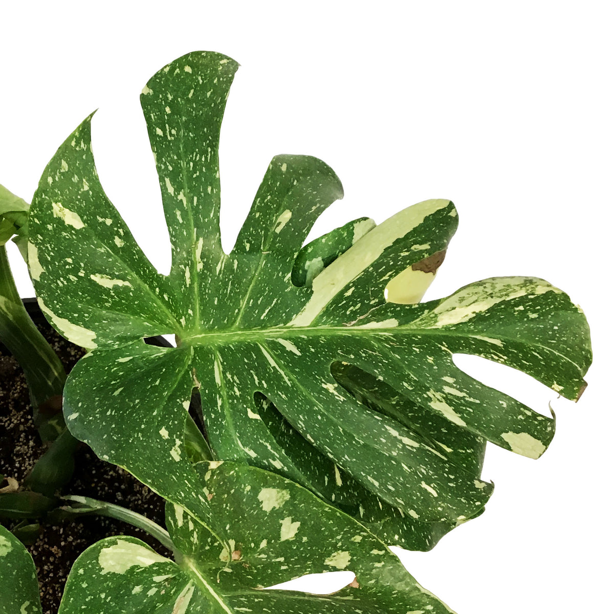 Monstera, 10in, Thai Constellation, Type 2