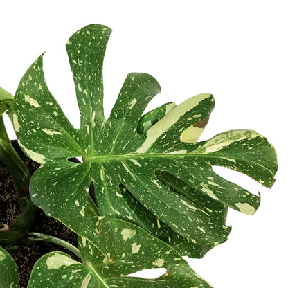 Monstera, 10in, Thai Constellation, Type 2