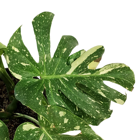 Monstera, 10in, Thai Constellation, Type 2