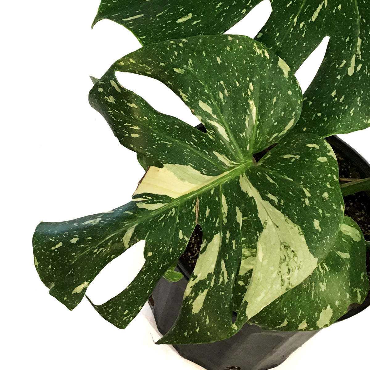 Monstera, 10in, Thai Constellation, Type 2
