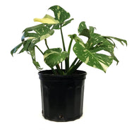 Monstera, 10in, Thai Constellation, Type 2