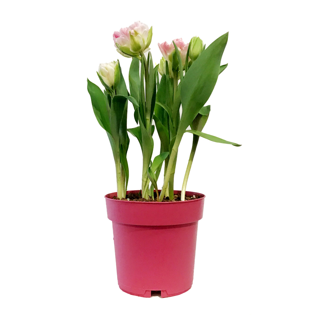 Double Tulip, 7.5in, Planted Bulb, Assort. Colours