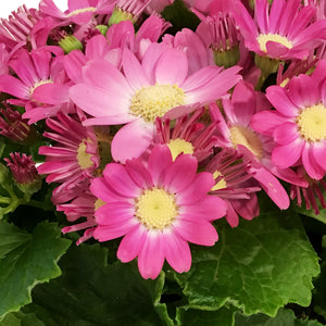 Cineraria, 4in, Easter Metal Pot, Asst.