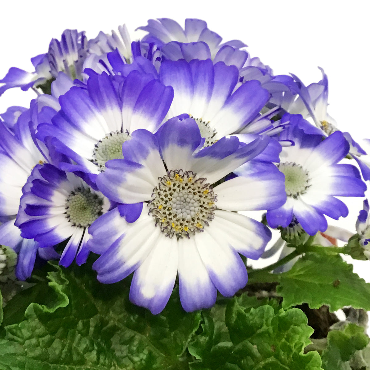 Cineraria, 4in, Easter Metal Pot, Asst.