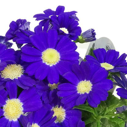 Cineraria, 4in, Easter Metal Pot, Asst.