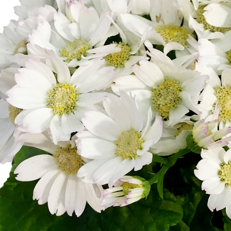 Cineraria, 4in, Assorted Colours