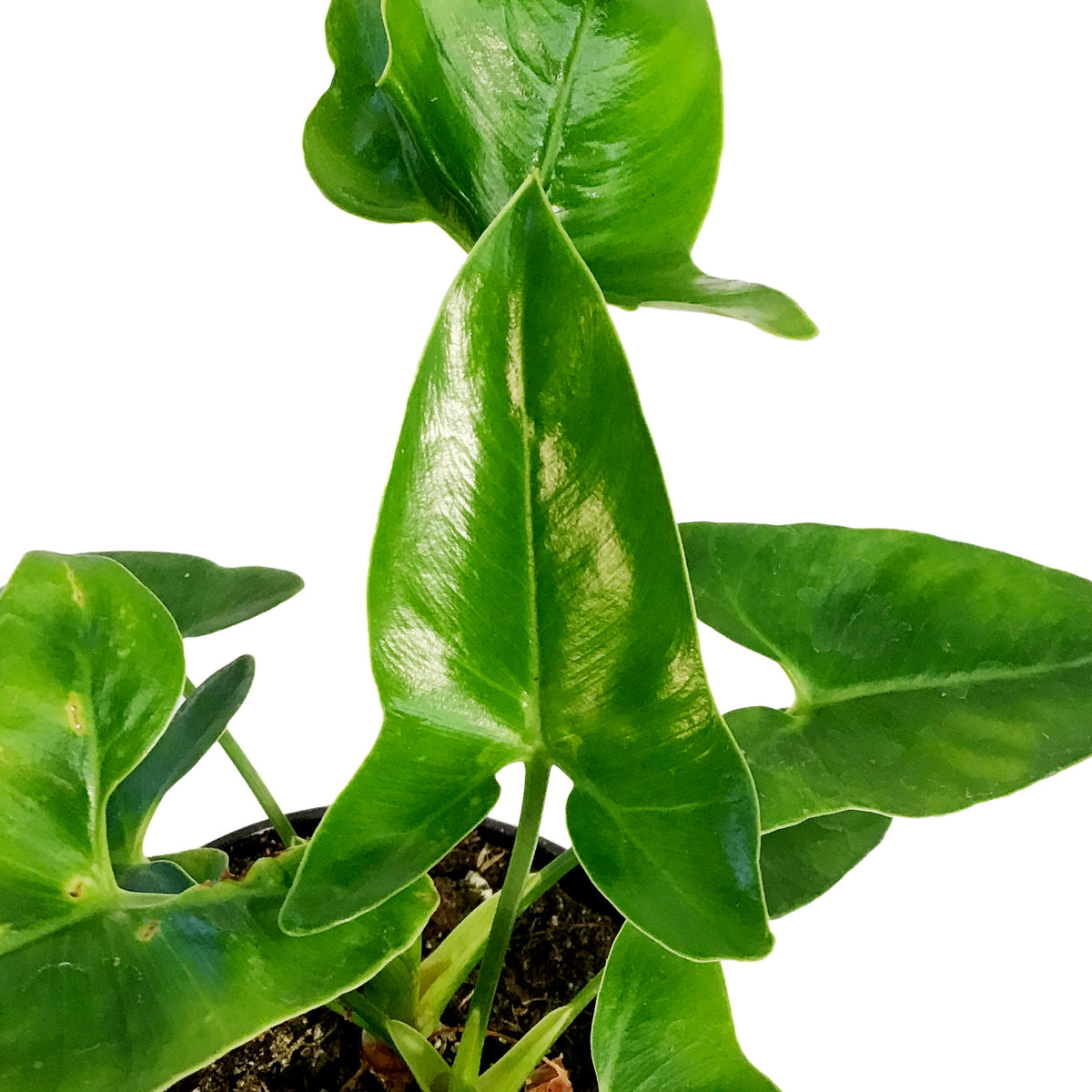 Philodendron, 4in, Goeldii
