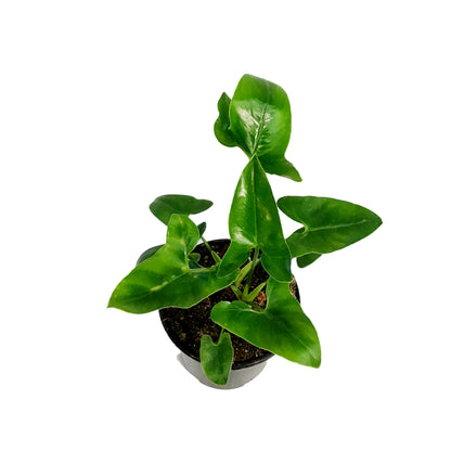 Philodendron, 4in, Goeldii