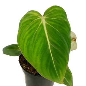 Philodendron, 4in, Pastazanum