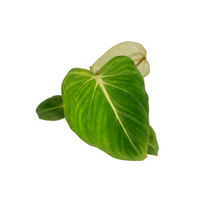 Philodendron, 4in, Pastazanum