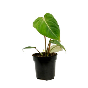 Philodendron, 4in, Pastazanum