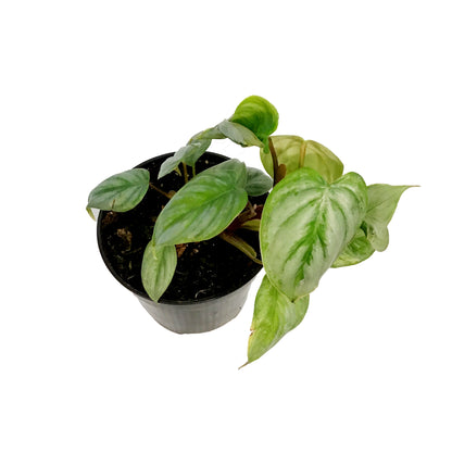Philodendron, 4in, Sodiroi