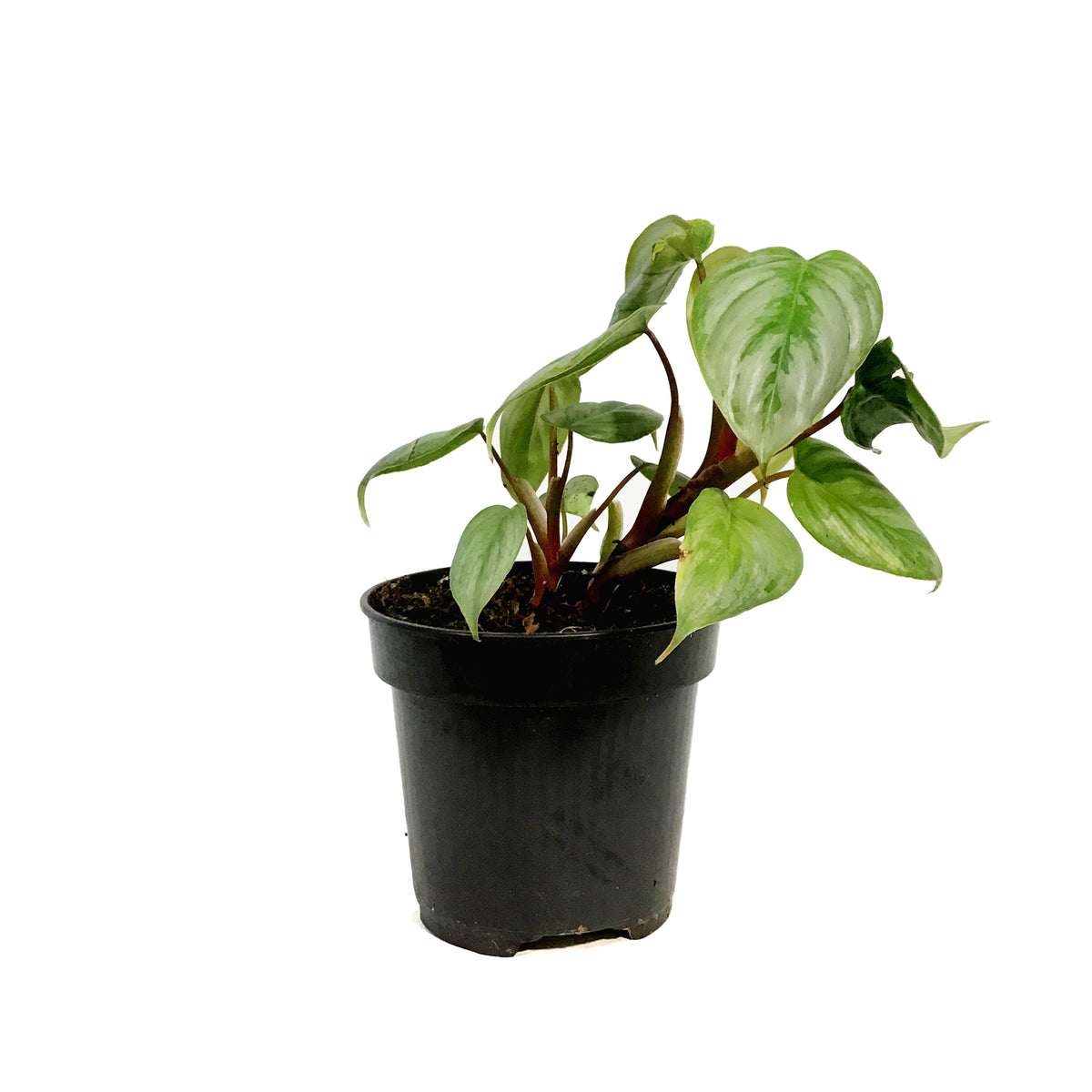 Philodendron, 4in, Sodiroi