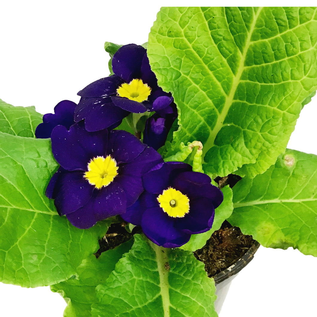 Primula Acaulis, 4in, Assorted Colours