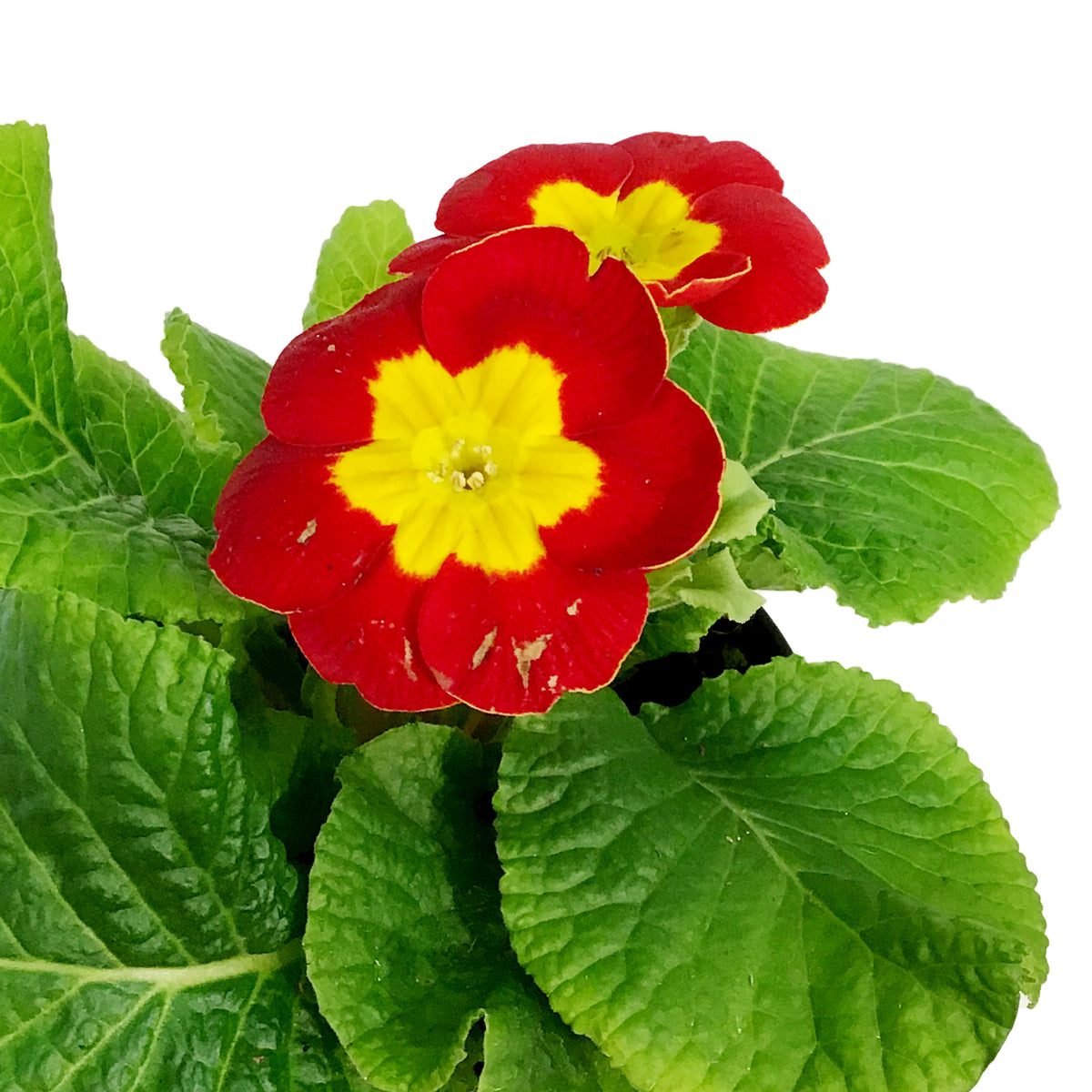 Primula Acaulis, 4in, Assorted Colours