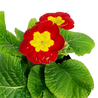 Primula Acaulis, 4in, Assorted Colours