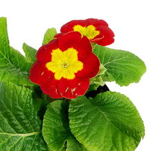 Load image into Gallery viewer, Primula Acaulis, 4in, Assorted Colours
