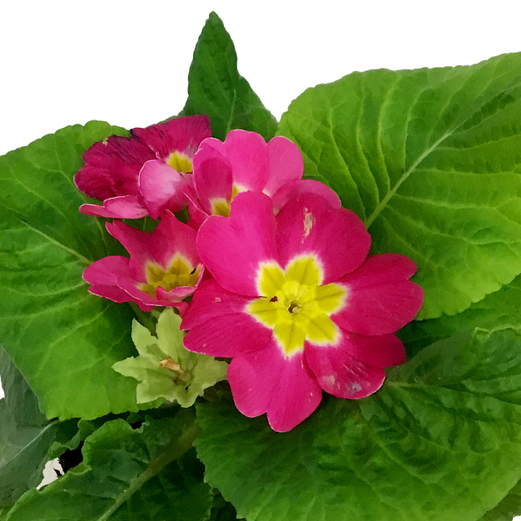 Primula Acaulis, 4in, Assorted Colours