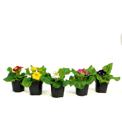 Primula Acaulis, 4in, Assorted Colours