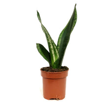 Load image into Gallery viewer, Sansevieria, 4in, Black Dragon
