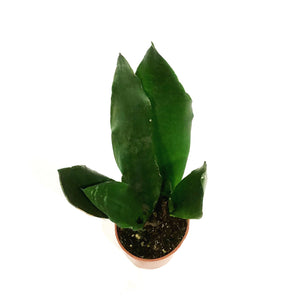 Sansevieria, 4in, Sword