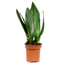 Load image into Gallery viewer, Sansevieria, 4in, Sword
