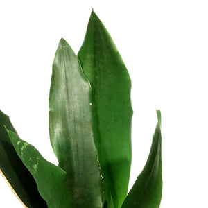 Sansevieria, 4in, Sword