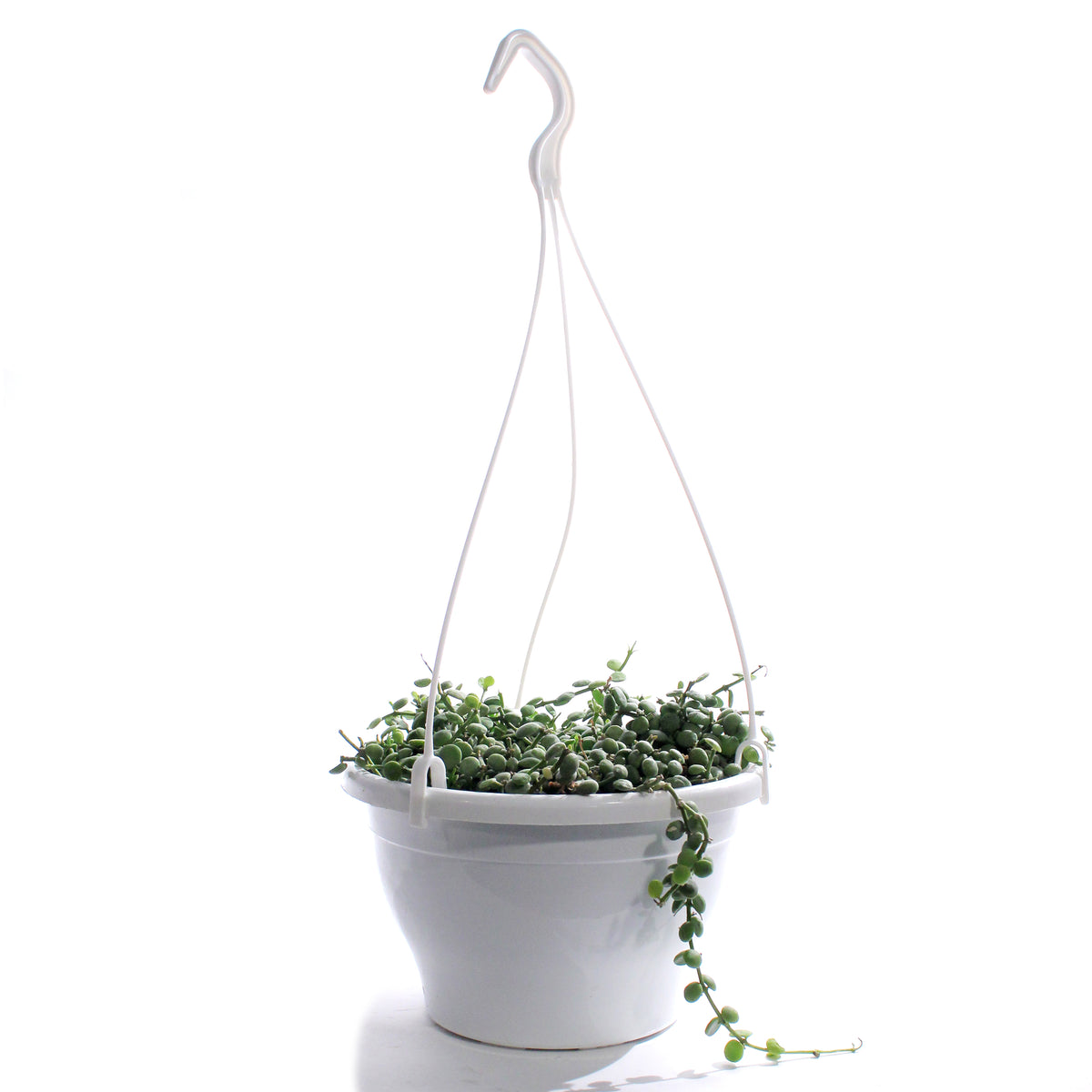 String of Nickels, 7.5in HB, Dischidia nummularia