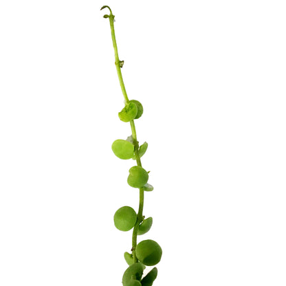 String of Nickels, 7.5in HB, Dischidia nummularia